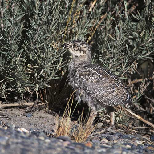 Greater Sage Grouse Chick