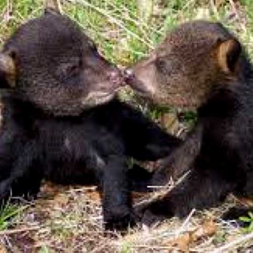 Louisiana Black Bear Cubs