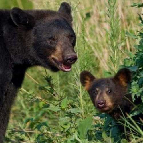 Louisiana Black Bear and Cub