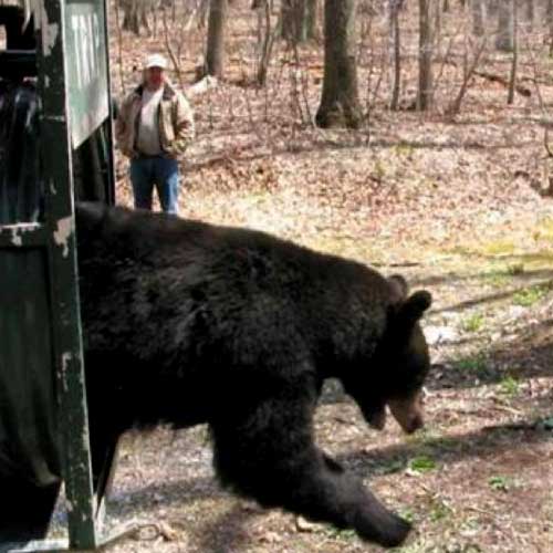 Louisiana Black Bear Release